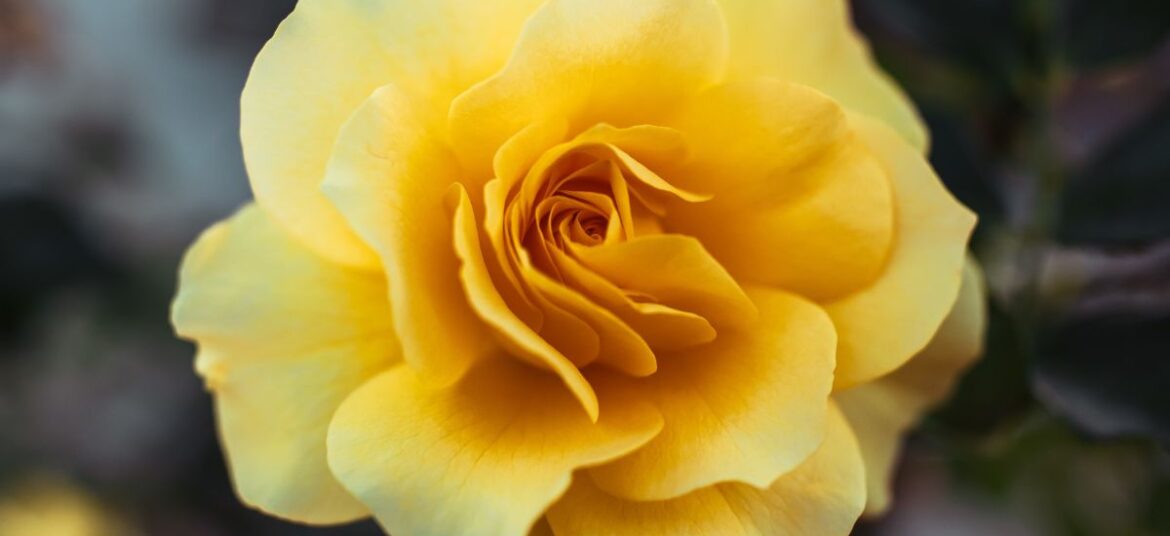 Alquimia floral
